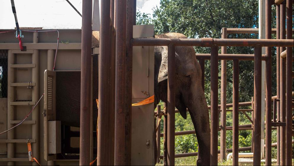La famosa elefanta Mara llega finalmente a su nueva residencia en Brasil