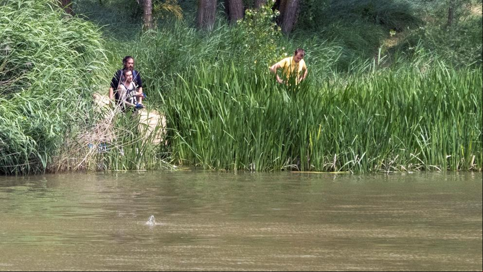 Los restos de un pez devorado por el cocodrilo permiten hallar su nido en Valladolid