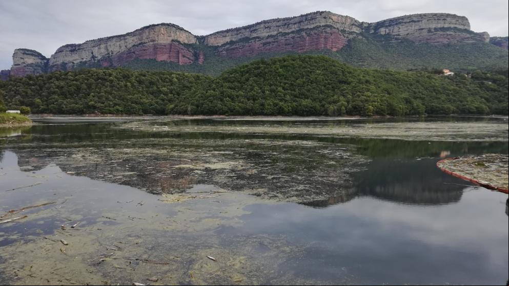 ¿Qué escupe el río al pantano de Sau?