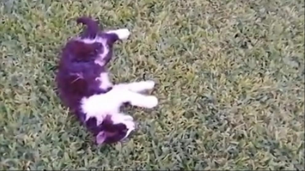 Investigan una matanza de gatos en la Universidad de Jaén