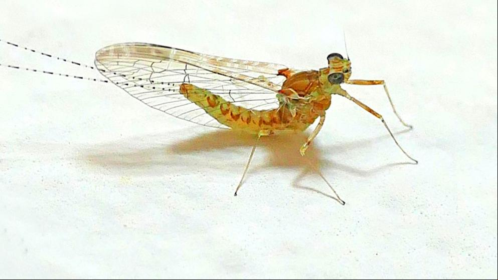 ¿Por qué pican los mosquitos?