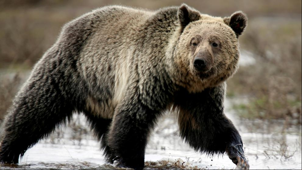 Prohibido cazar osos en Yellowstone: nuevo revés judicial al gobierno Trump