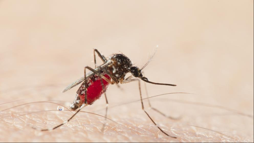 El mayor brote de leishmaniosis humana de Europa sigue activo en Fuenlabrada