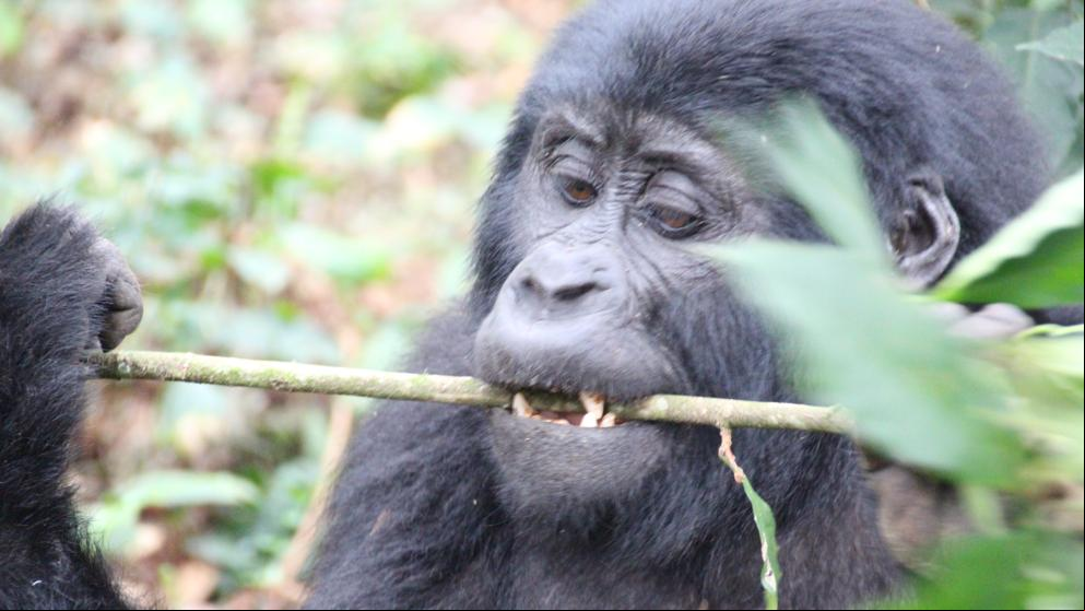 Cárcel para el cazador furtivo que mató al popular gorila Rafiki en Uganda