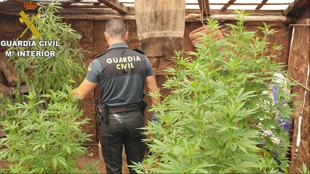Última hora en Madrid: Liberados ocho vietnamitas obligados a vigilar una plantación de marihuana