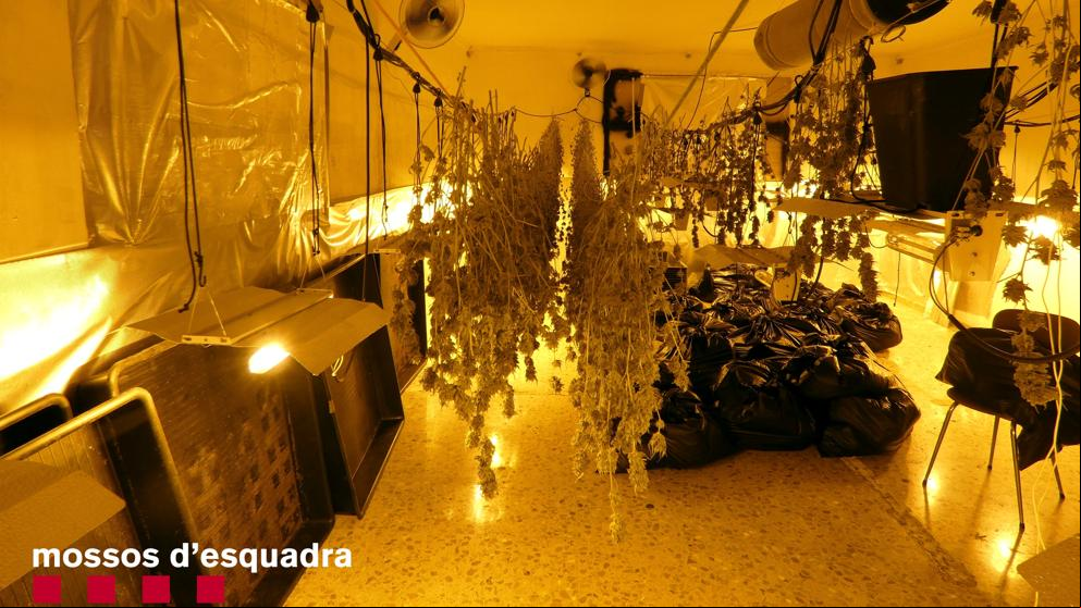 Detenido un hombre por cultivar 300 plantas de marihuana en Térmens