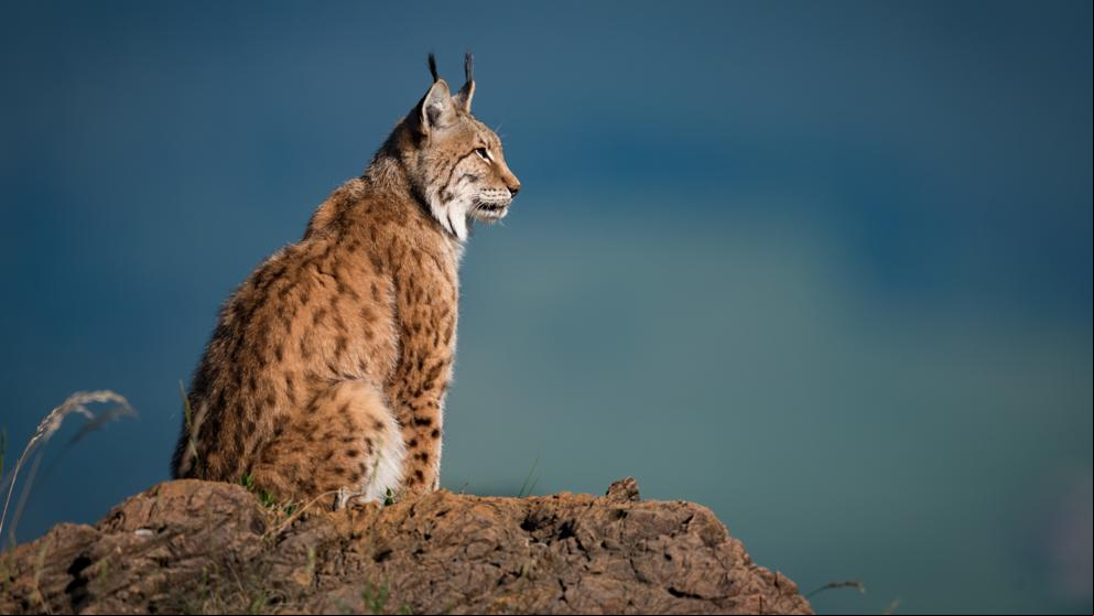 28 especies se han salvado de la extinción gracias a acciones de conservación