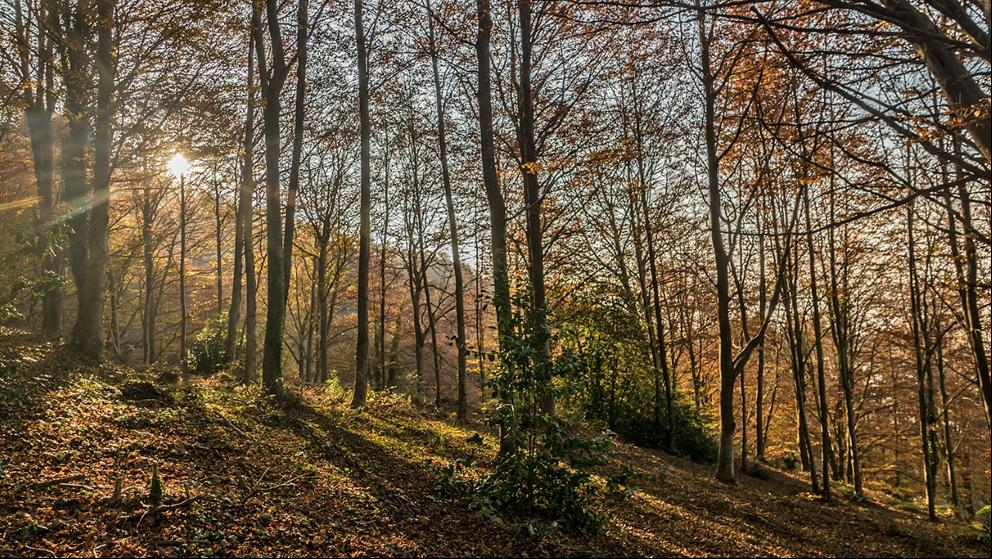 La música otoñal del bosque de la Grevolosa